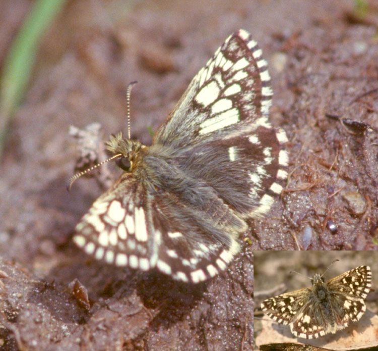 Pyrgus malvae (Grizzled Skipper) ab. form taras (normal form inset) (Internet Image property of respective owner, non-commercial use only)